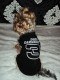 Tričko Dale Earnhardt - oblečenie a móda pre psov