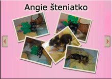 Angie šteniatko