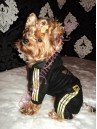 Velúrová súprava GOLD - oblečenie a móda pre psov