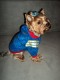 Mikina Adidogs Royal Blue