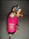 Mikina Adidogs Pink