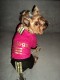 Velúrová súprava Adidogs Black & Pink - oblečenie a móda pre psov