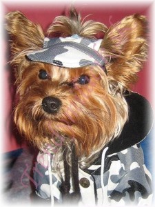 &Scaron;iltovka ARMY WHITE - oblečenie a m&oacute;da pre psov